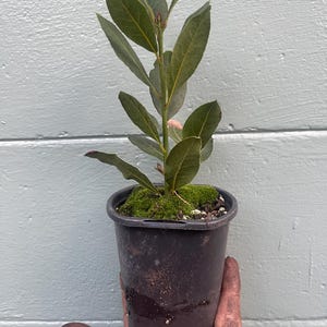 May include: A small potted bay laurel plant with vibrant green leaves. The plant is in a black plastic pot, and the soil is covered with green moss. The plant is held in a hand.