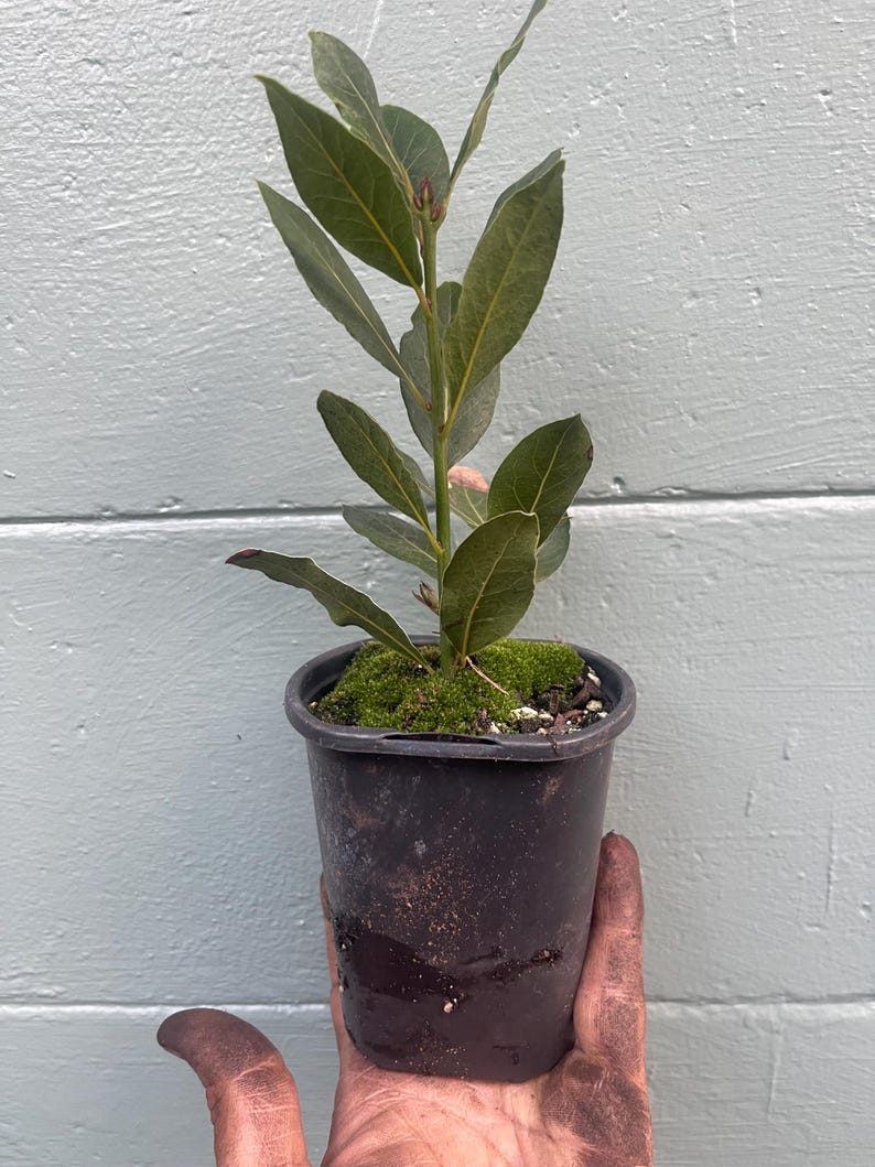 May include: A small potted bay laurel plant with vibrant green leaves. The plant is in a black plastic pot, and the soil is covered with green moss. The plant is held in a hand.