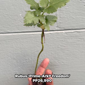 Pode incluir: Uma jovem planta de Rubus 'Prime-Ark&reg; Freedom' com folhas verdes e um caule fino. A planta &eacute; segurada em uma m&atilde;o contra um fundo cinza. O texto "Rubus 'Prime-Ark&reg; Freedom'" &eacute; vis&iacute;vel.