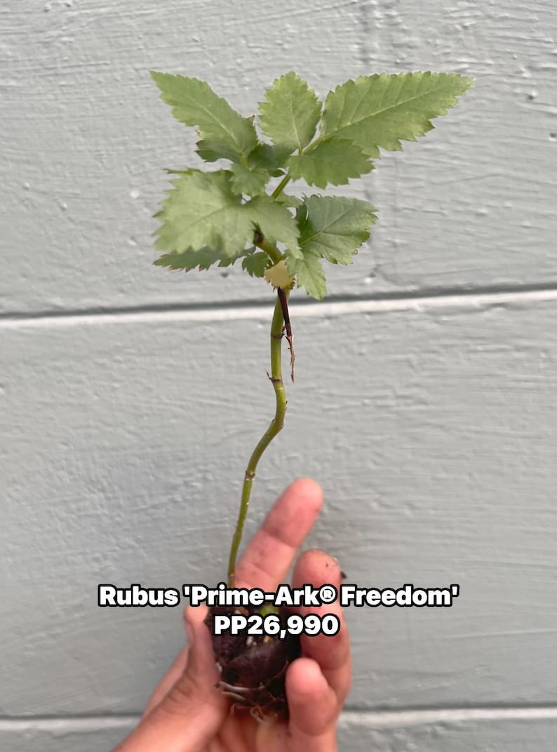 Prime-ark® Freedom Thornless Blackberry – Live Plant – Primocane ...