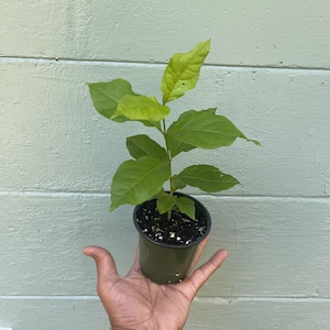 Rare Peanut Butter Fruit Tree: Well Rooted Starter Plant