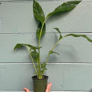 May include: A potted plant with long, green leaves and stems. The plant is in a small, dark green plastic pot. The plant is held in a person's hand against a light blue painted brick wall.
