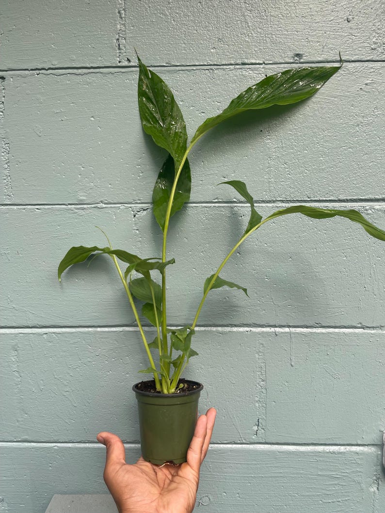 May include: A potted plant with long, green leaves and stems. The plant is in a small, dark green plastic pot. The plant is held in a person's hand against a light blue painted brick wall.