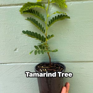 May include: A small tamarind tree sapling in a black plastic pot. The tree has green leaves and a brown stem. The text "Tamarind Tree" is displayed in a white font on the pot. The background is a light blue wooden wall.
