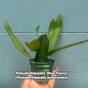 May include: A Pseudorhipsalis 'Blue Flame' (Pseudorhipsalis amazonica) plant with long, flat, serrated green leaves growing from a small green plastic pot. The plant features multiple stems extending outward, and the text reads Pseudorhipsalis 'Blue Flame' (Pseudorhipsalis amazonica).