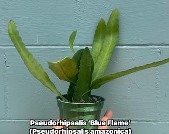 Pseudorhipsalis ‘Blue Flame’ — Rare Amazon Jungle Epiphyte | 4” Pot