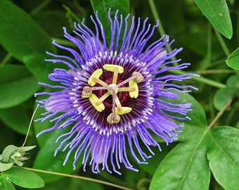 Native passionflower seeds