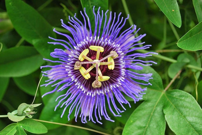 May include: A close-up of a purple passionflower with yellow and brown accents in the center. The flower has a delicate, fringed appearance.
