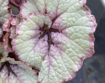 First blush Begonia rex plant
