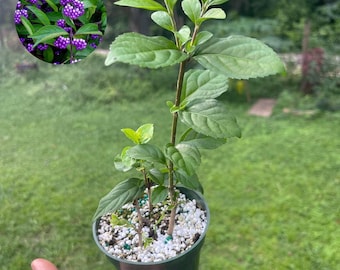 Callicarpa dichotoma ‘Issai’ — Purple Beautyberry | 4” Pot