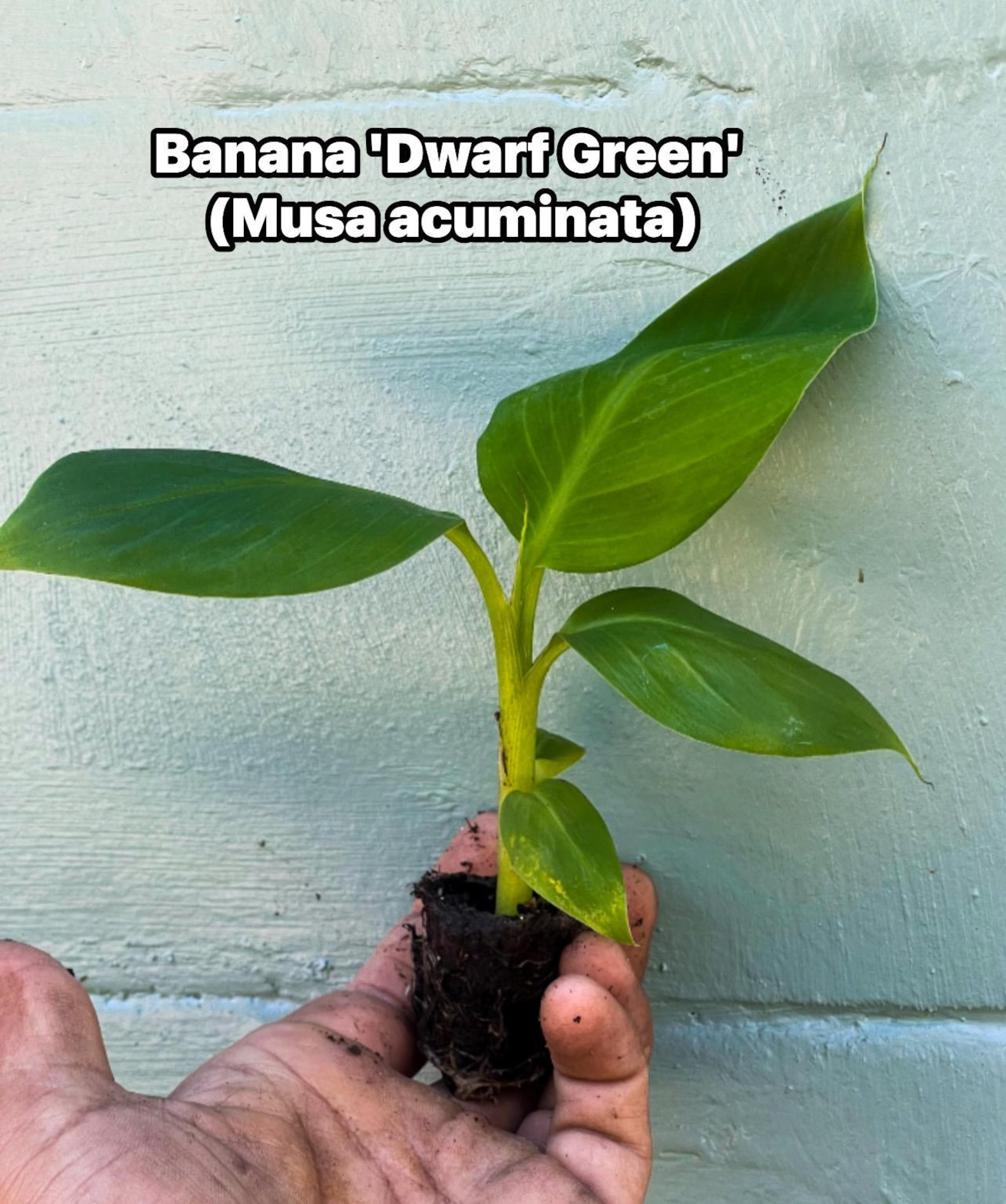 Dwarf Green Banana Plant Live | Musa ‘dwarf Green’ | Compact Banana ...