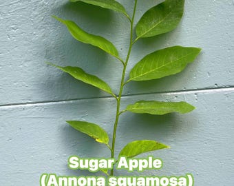 Sugar Apple Tree Live Plant | Annona squamosa | Sweet Tropical Fruit Tree | Container-Friendly | Fast Growing