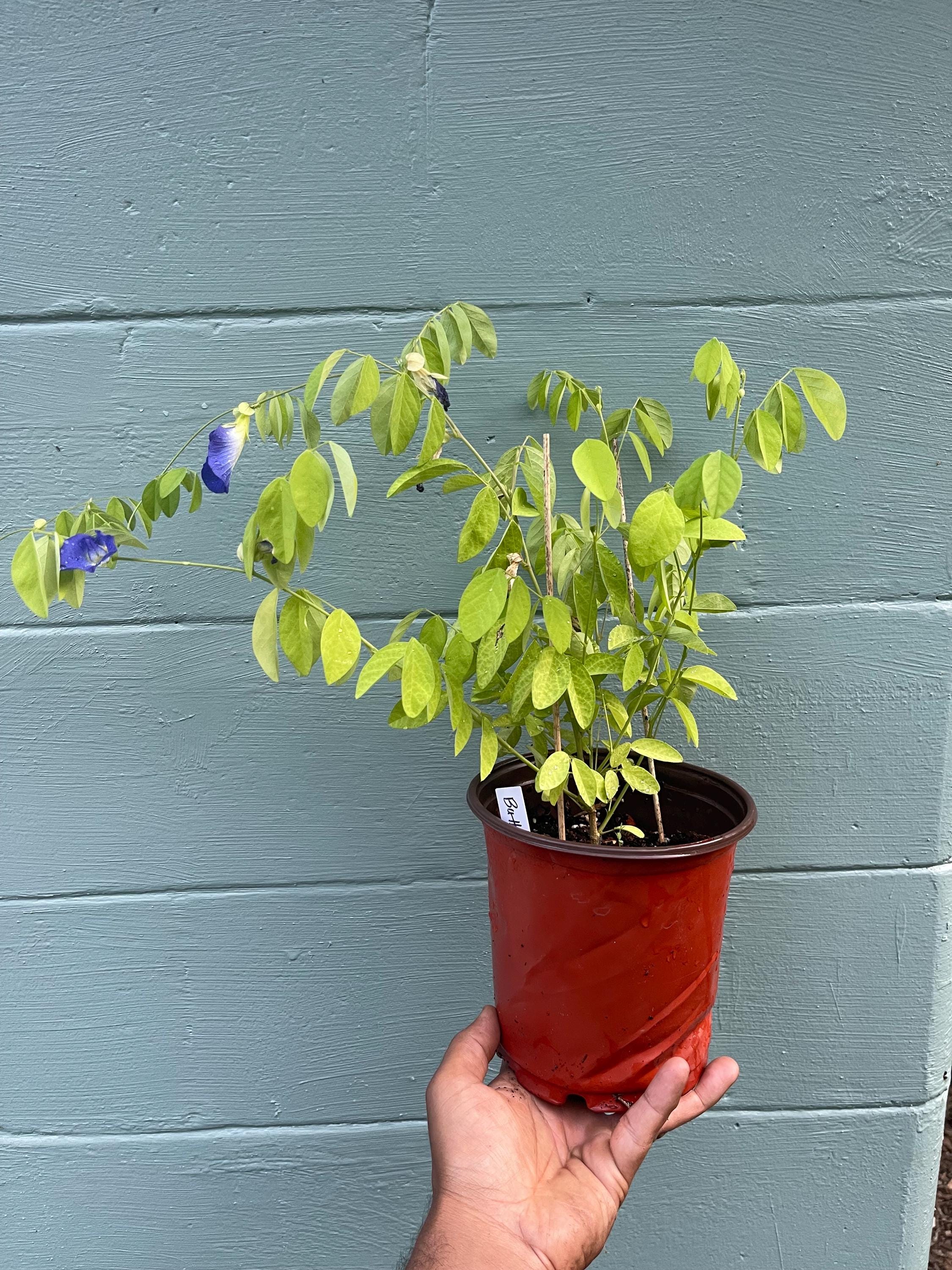 Live plant- Butterfly pea flower plant