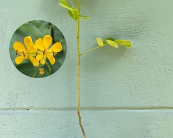 Senna bicapsularis Starter Plant – 2” Plug | Butterfly-Friendly Golden Shower Shrub | Fast-Growing Tropical Flowering Plant