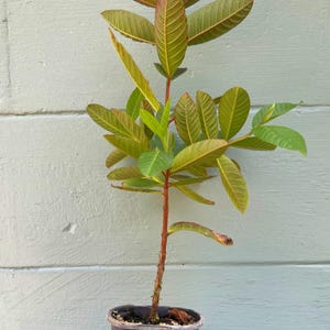 May include: A young Ruby Supreme guava plant in a black pot. The plant has green and reddish-brown leaves and a slender brown stem. The text "Ruby supreme guava" is displayed at the bottom of the image.