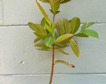Ruby Supreme Guava Plant – Pink Flesh Tropical Fruit Tree (Psidium guajava) – Sweet, Aromatic Guava – Live Fruit Tree