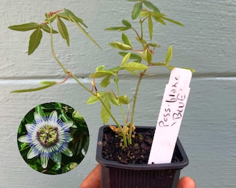 Blue Passionflower Plant – Passiflora caerulea | Hardy Passion Vine | Exotic Flowering Climber | Butterfly Host Plant