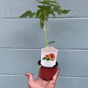 May include: A small papaya plant in a red pot. The plant has green leaves and a tag that reads "Patio Fruits" and "Dwarf Papaya". The plant is held in front of a blue wooden wall.