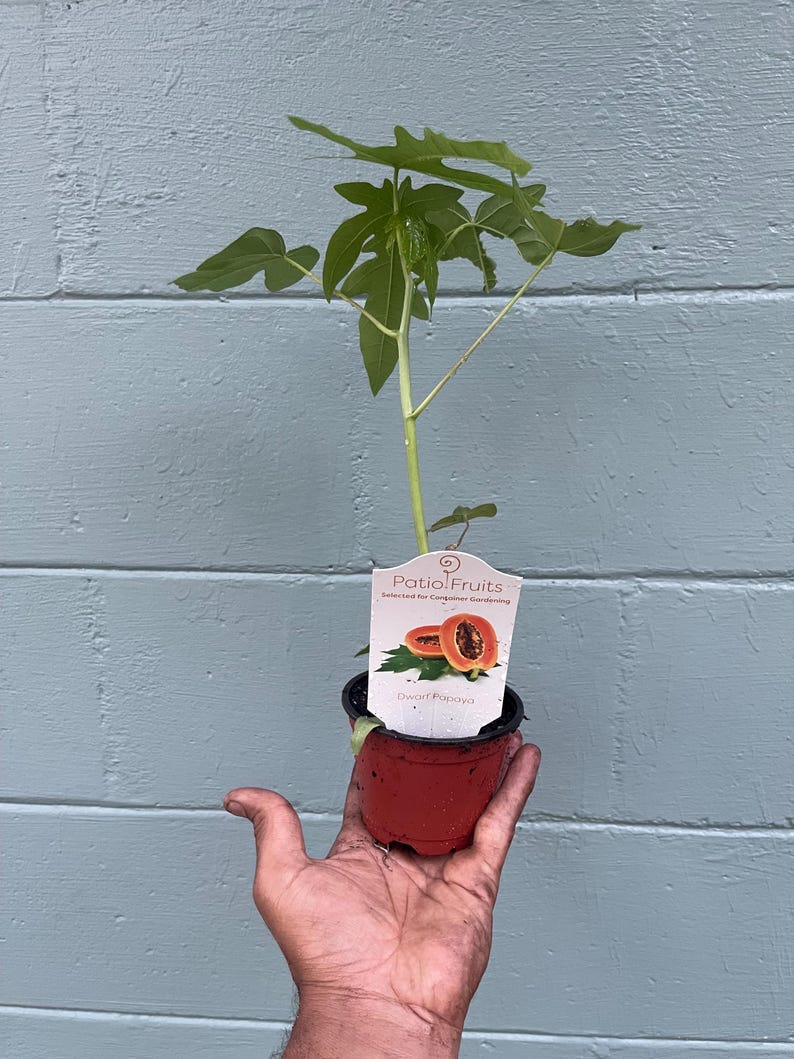 May include: A small papaya plant in a red pot. The plant has green leaves and a tag that reads "Patio Fruits" and "Dwarf Papaya". The plant is held in front of a blue wooden wall.