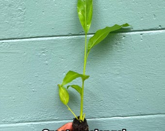 May include: A close-up of a greater galangal plant, Alpinia galanga, with vibrant green leaves. The plant is held in a person's hand against a teal-colored background. The text "Greater galangal (Alpinia galanga)" is displayed in white.