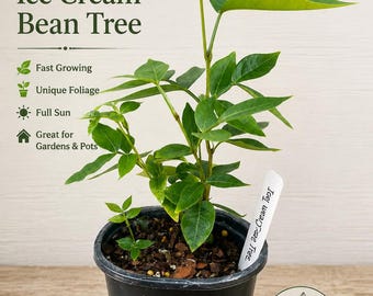 Ice Cream Bean Tree – Fast Growing Tropical Fruit Plant, Vanilla Pods