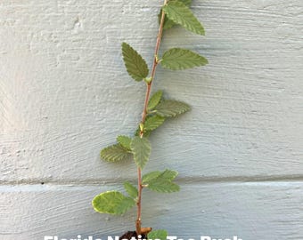 Pode incluir: Uma muda de Florida Native Tea Bush (Melochia tomentosa) com um caule castanho fino e ereto e pequenas folhas serrilhadas de cor verde-claro dispostas alternadamente ao longo do caule. A planta tem um pequeno torrão de terra castanha.