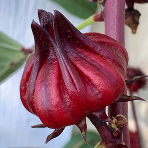 Organic Roselle Seeds: Hibiscus Sabdariffa for Herbal Tea & Planting