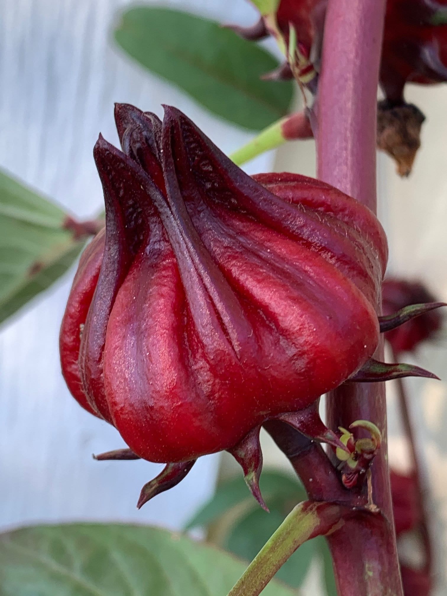 Organic Roselle Seeds: Hibiscus Sabdariffa for Herbal Tea & Planting