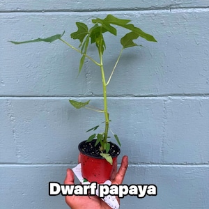 Dwarf papaya plants