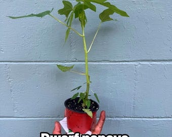 Puede incluir: Una pequeña planta de papaya enana en una maceta roja con hojas verdes. La planta se sostiene en una mano contra un fondo de madera azul. El texto "Dwarf papaya" se muestra en la imagen.