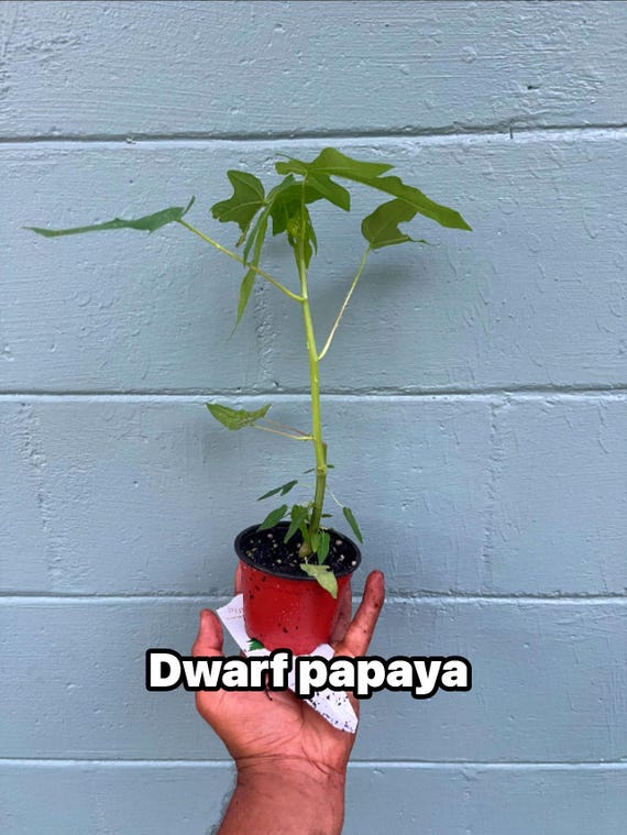 Dwarf red lady Papaya Plant