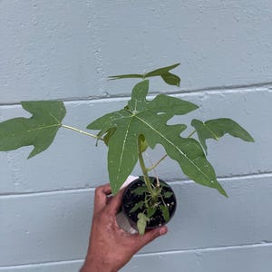 May include: A small papaya plant in a black pot, held against a light blue wooden background. The plant has large, green, lobed leaves with white veins. The pot is filled with dark soil, and the plant is in the early stages of growth.