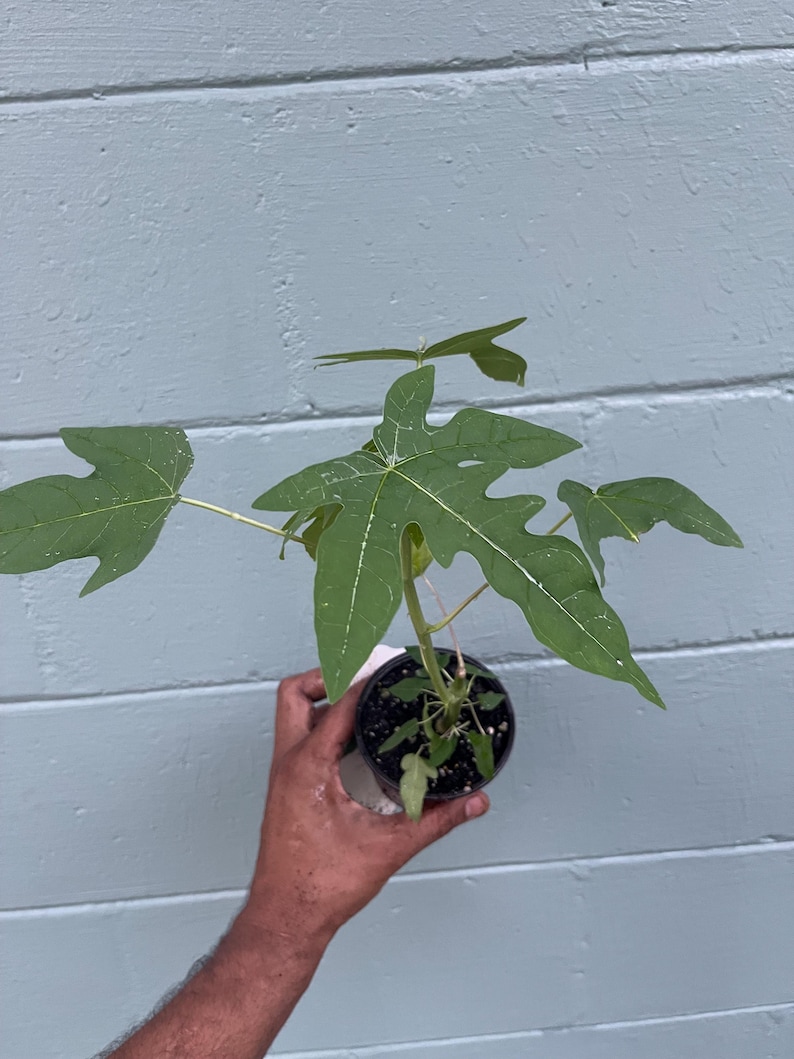 May include: A small papaya plant in a black pot, held against a light blue wooden background. The plant has large, green, lobed leaves with white veins. The pot is filled with dark soil, and the plant is in the early stages of growth.