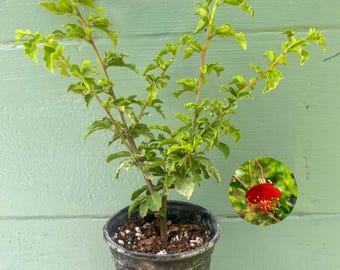 Rare Hibiscus grandidieri – Madagascar Weeping Tropical Plant (4-inch Pot)