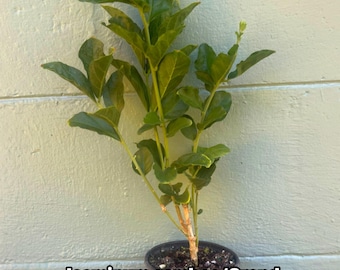 Jasminum sambac ‘Grand Duke of Tuscany’ – Arabian Jasmine. Double-Flowered Jasmine | Highly Fragrant