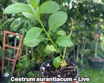 Cestrum aurantiacum (Orange Cestrum)| pollinator plant