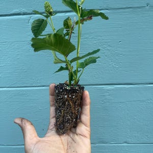 Pode incluir: Uma pequena planta com folhas verdes e um bot&atilde;o em desenvolvimento &eacute; segurada em uma m&atilde;o. As ra&iacute;zes da planta s&atilde;o vis&iacute;veis, envoltas em terra. O fundo &eacute; uma superf&iacute;cie de madeira azul.