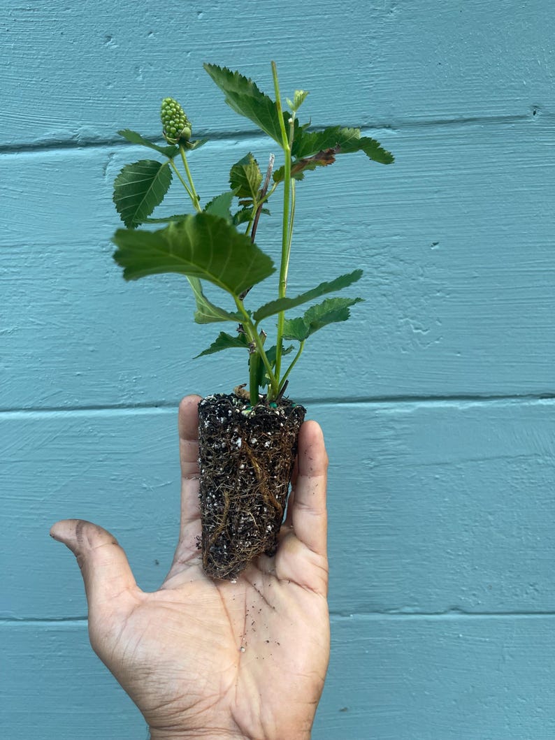 Pode incluir: Uma pequena planta com folhas verdes e um bot&atilde;o em desenvolvimento &eacute; segurada em uma m&atilde;o. As ra&iacute;zes da planta s&atilde;o vis&iacute;veis, envoltas em terra. O fundo &eacute; uma superf&iacute;cie de madeira azul.