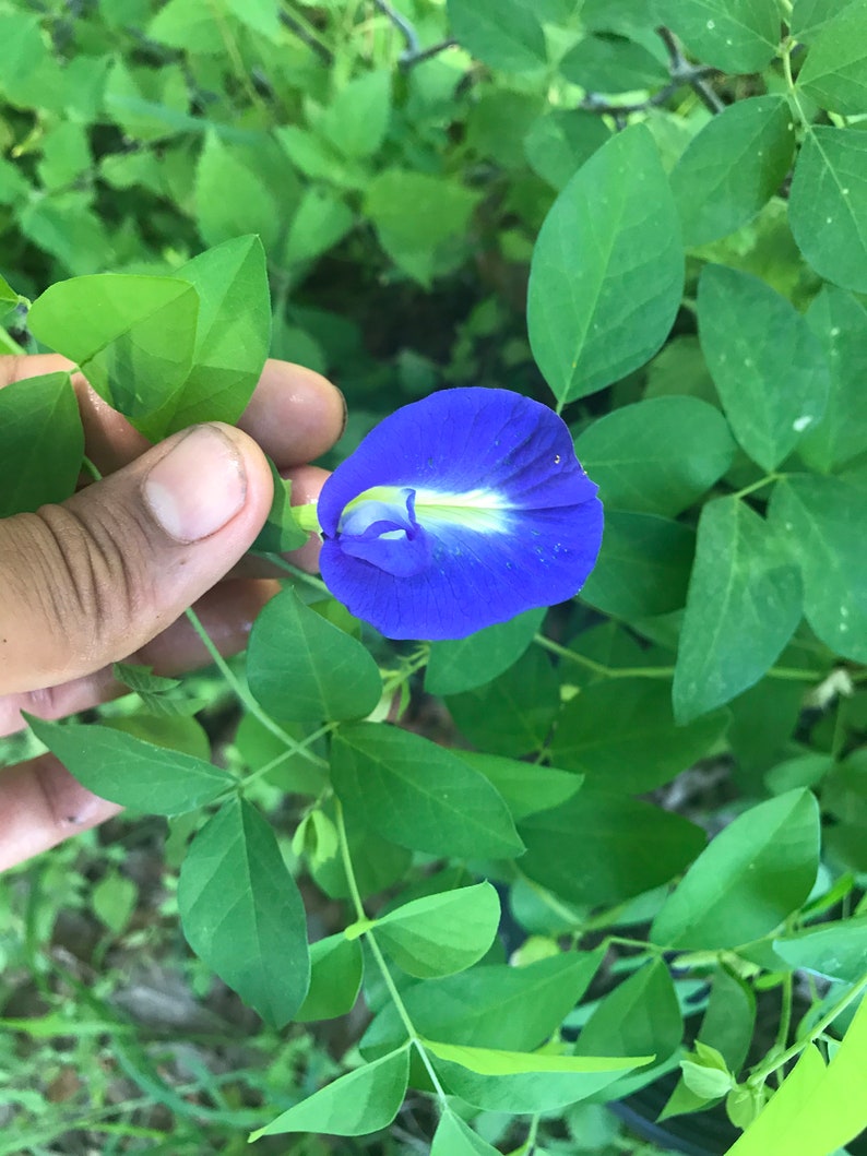 Butterfly Pea Flower Seeds Etsy