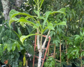 Plumeria pudica – 4” Starter Plant | Bridal Bouquet Frangipani