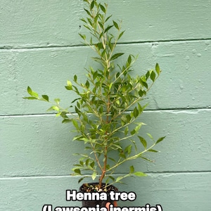 May include: A young henna tree, Lawsonia inermis, in a black pot, held against a light green wooden background. The tree has slender branches with small green leaves. Text on the image reads "Henna tree (Lawsonia inermis)".