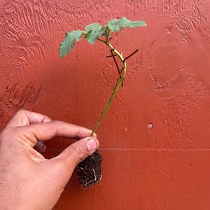 Pode incluir: Uma pequena estaca de planta verde com um caule fino e v&aacute;rias folhas serrilhadas. A base do caule est&aacute; envolvida num pequeno torr&atilde;o de terra escura com ra&iacute;zes brancas vis&iacute;veis a sair da parte inferior, pronta para ser plantada.