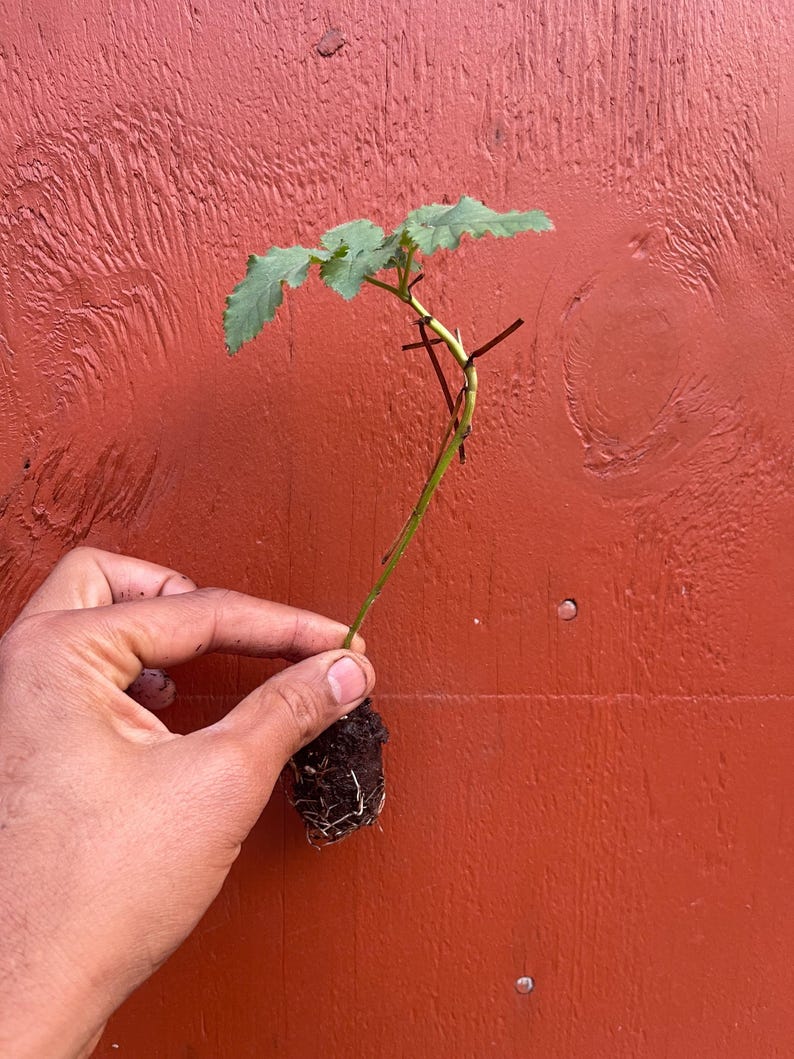 Pode incluir: Uma pequena estaca de planta verde com um caule fino e v&aacute;rias folhas serrilhadas. A base do caule est&aacute; envolvida num pequeno torr&atilde;o de terra escura com ra&iacute;zes brancas vis&iacute;veis a sair da parte inferior, pronta para ser plantada.