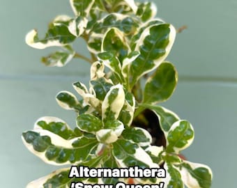 Alternanthera ‘Snow Queen’ Live Plant