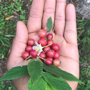 Strawberry Tree (Muntingia calabura) | Rare Edible Tropical Fruit Plant for Home Garden & Outdoor Delight