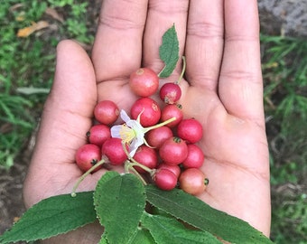Strawberry Tree (Muntingia calabura) | Rare Edible Tropical Fruit Plant for Home Garden & Outdoor Delight