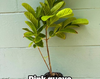 Pink pear Guava Tree – Pear-Shaped Sweet Fruit – Live Tropical Plant 4.5” Pot