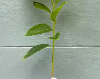 Annona reticulata – Custard Apple | 4-Inch Plant