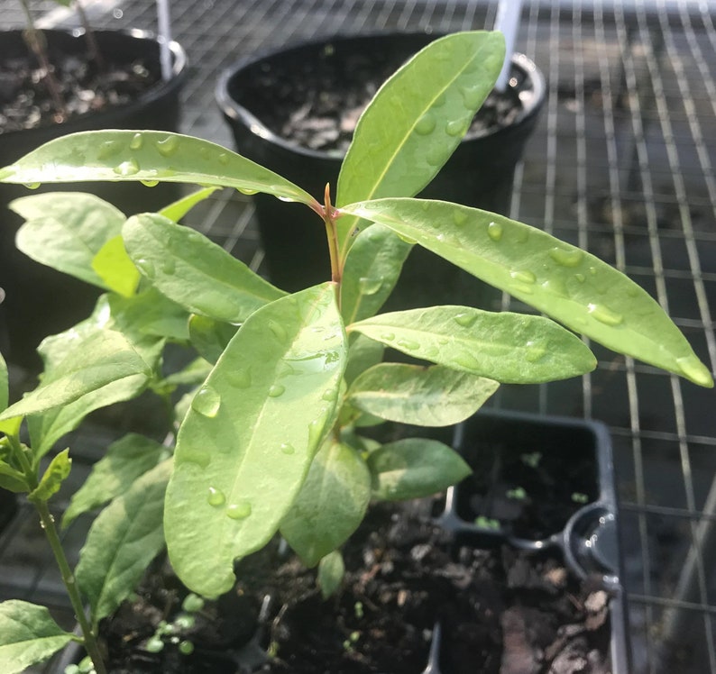 Java Plum Germination Java Plum Live Plant (jamun Plant) - Etsy