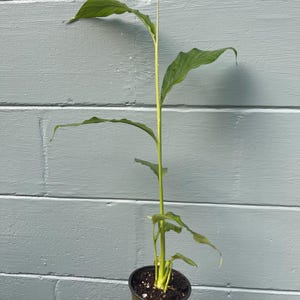 May include: A green potted plant with long, slender leaves and a tall, central stem. The plant is held in a dark green pot, and the background is a light blue painted wall. The plant is in the palm of a hand.